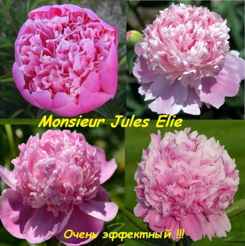 Monsieur Jules Elie