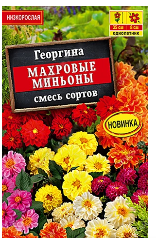 Георгина махровая смесь фото