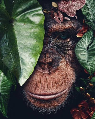 Картина по номерам 40х50 - Шимпанзе в листьях