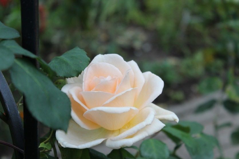 Роза чайно гибридная мондиаль фото и описание