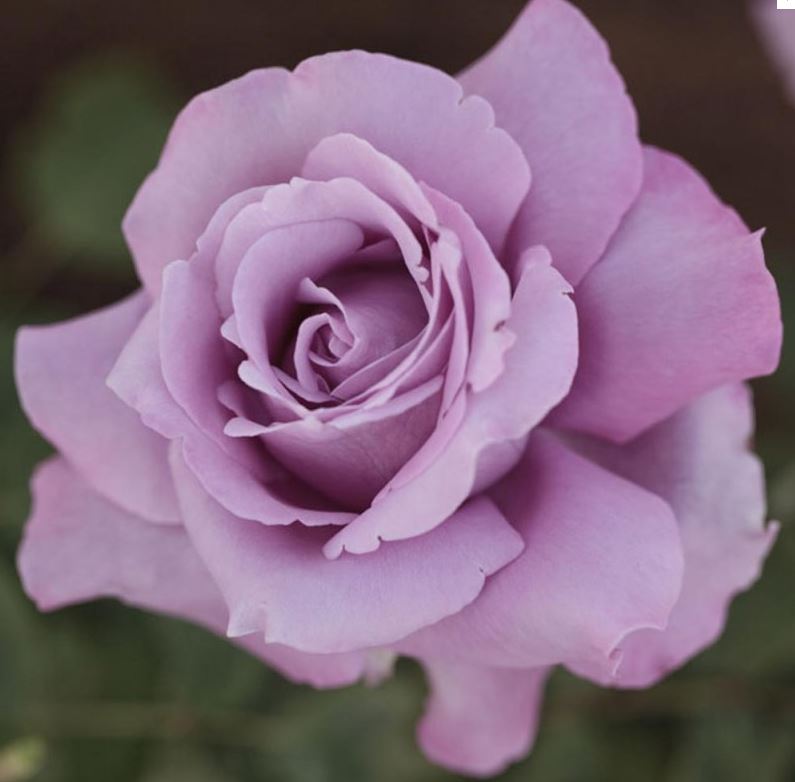 Роза шарль де голль фото и описание сорта