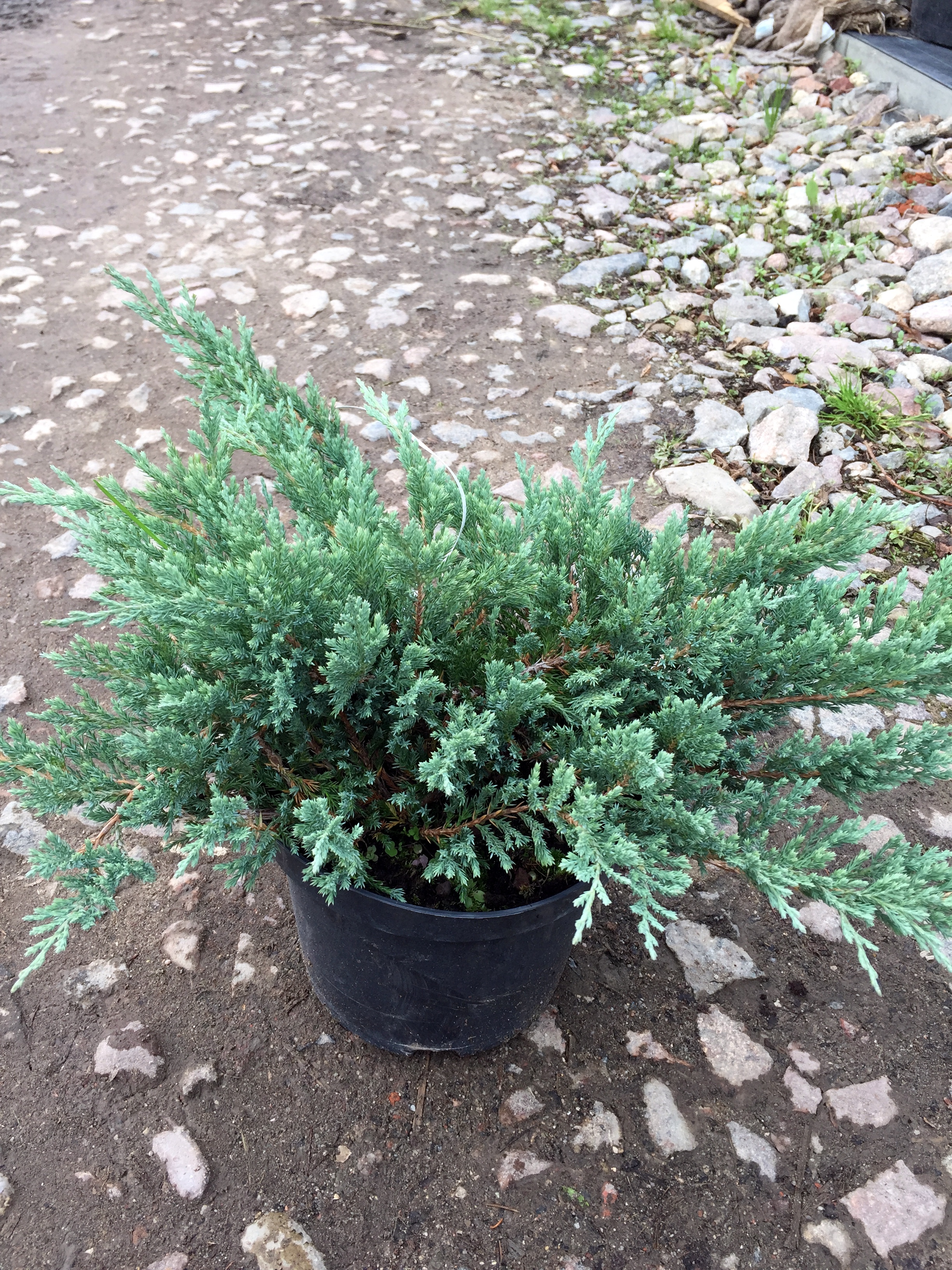 Можжевельник горизонтальный Juniperus horizontalis Blue Chip