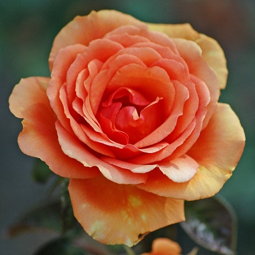 Роза чайно гибридная ашрам фото