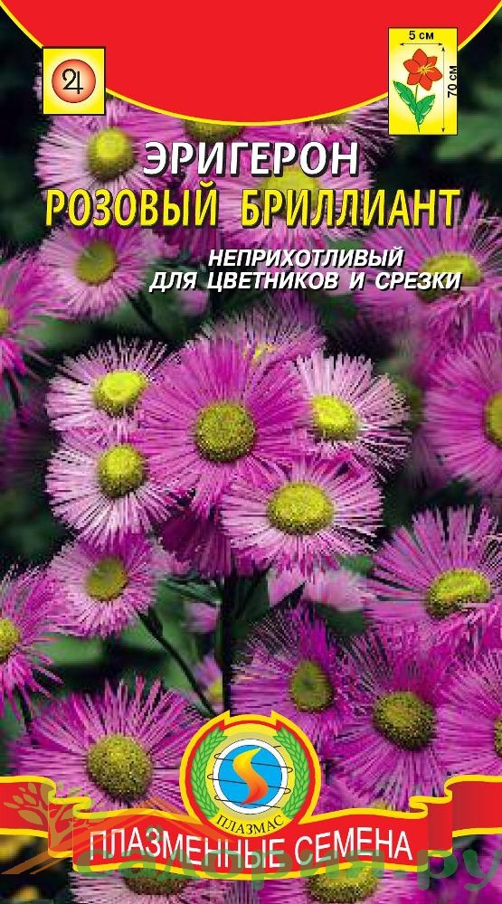 Эригерон розовый бриллиант фото и описание сорта