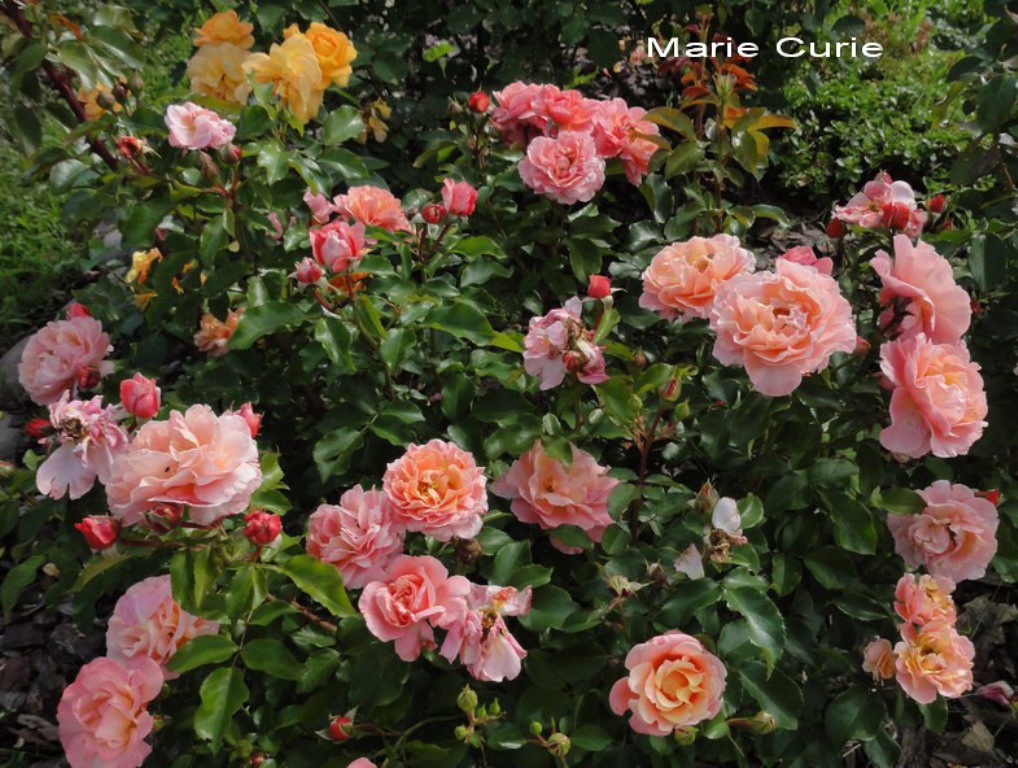 Роза Мари Кюри Фото