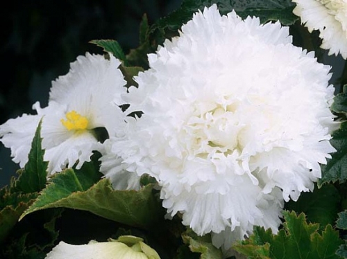 White. Бегония махровая