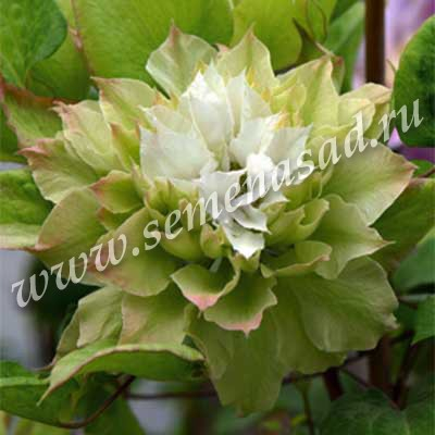  Клематис крупноцветковый (капер) Сэн-но-Кадзэ (белый с зелёным и розовым оттенком)