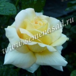 Роза чайно-гибридная Глория Дей (Пис) (желтый с розовым краем)