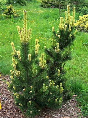Сосна Pinus mugo Pal Maleter C3 20-30
