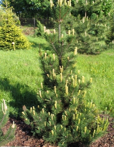 Сосна Pinus mugo Pal Maleter C3 20-30