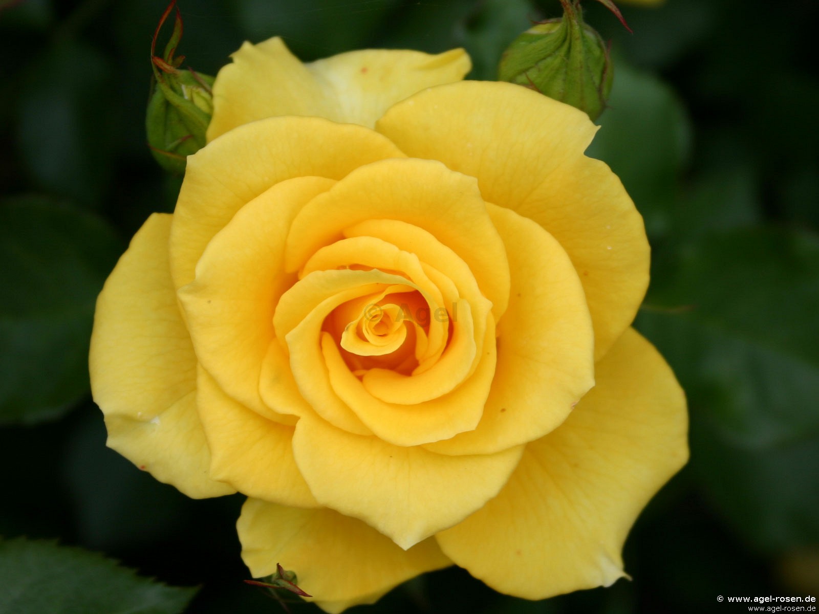 Желтые розы Тантау