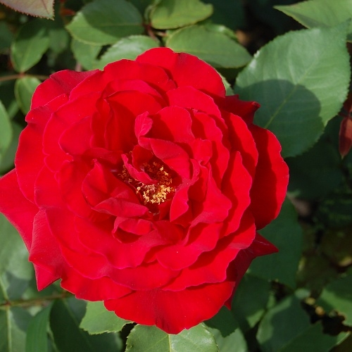Секс-игрушка с цветком розы - Вибратор с цветком розы - Maia от V FOR VIBES