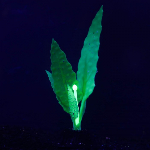 Растение силиконовое аквариумное, светящееся в темноте, 5 х 14 см, зелёное