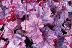 гейхера джорджия плам