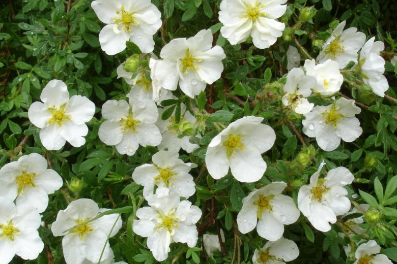 Лапчатка белая. Лапчатка белая (Potentilla Alba). Лапчатка Абботсвуд..