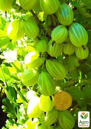 крыжовник Зеленый Дождь С3