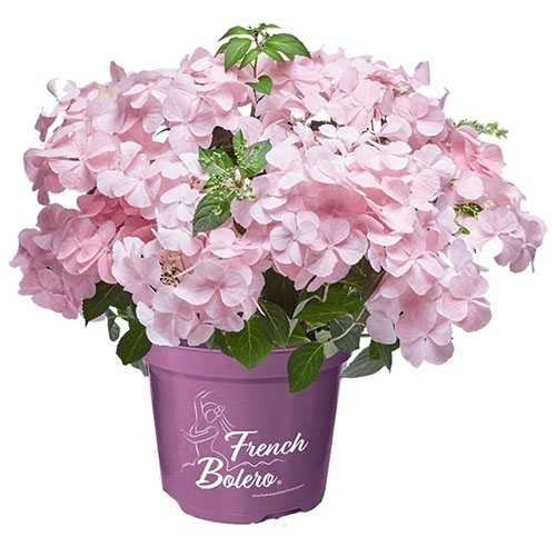 Гортензия г. Френч Болеро (Hydrangea French Bolero pink 