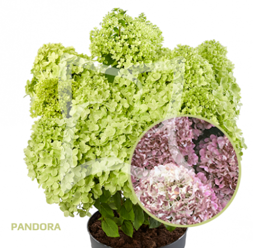 Гортензия м. Пандора (Pandora)