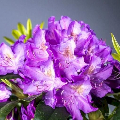 Рододендрон кэтевбинский  (Rhododéndron catawbiense Catawbiense Grandiflorum) -  C5