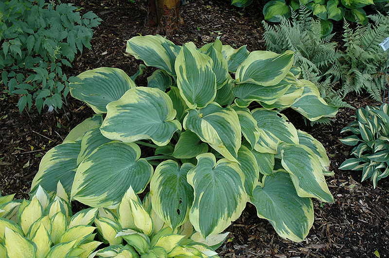 Хоста (Hosta Blue Umbrellas C2 ). Остаток шт 16