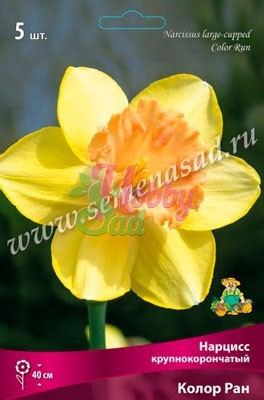 Нарцисс Колор Ран 12/14 (5 шт) Поиск