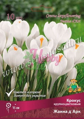Крокус Жанна дАрк 7/8 крупноцветковые (10 шт) Поиск