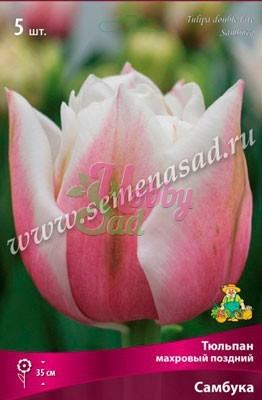 Тюльпан Самбука 12/+ поздний (5 шт) Поиск