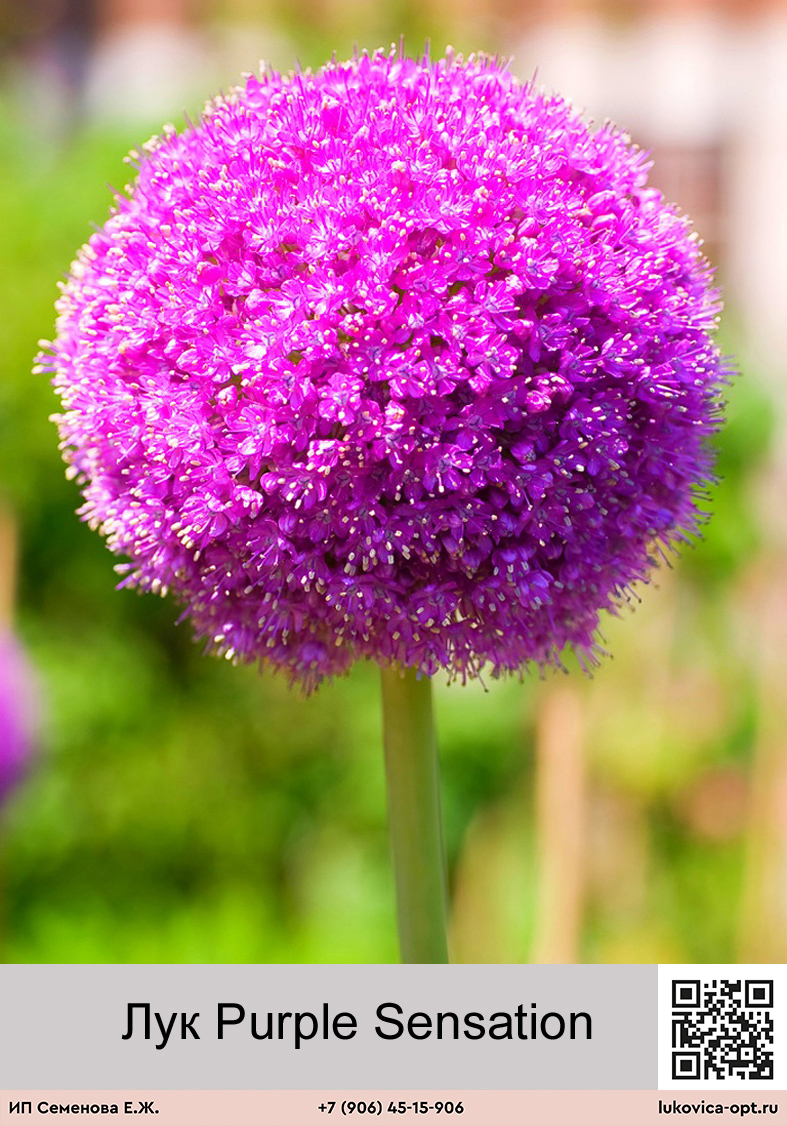 Декоративные луки фото названия. Аллиум Purple Sensation. Аллиум "Purple Sensation" (Allium "Purple Sensation"). Allium аллиум Purple Sensation. Гавриш аллиум.