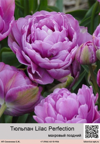 Тюльпан Lilac Perfection (Махровый поздний)