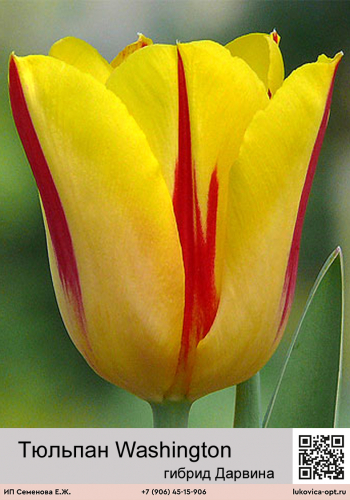 Тюльпан Washington (Гибрид Дарвина)