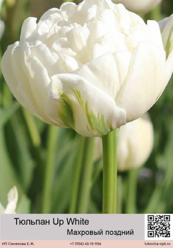 Тюльпан Up White (Махровый поздний)