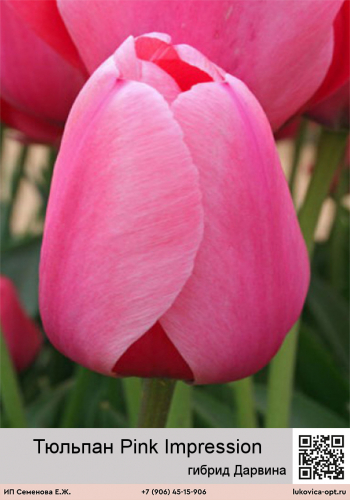Тюльпан Pink Impression (Гибрид Дарвина)