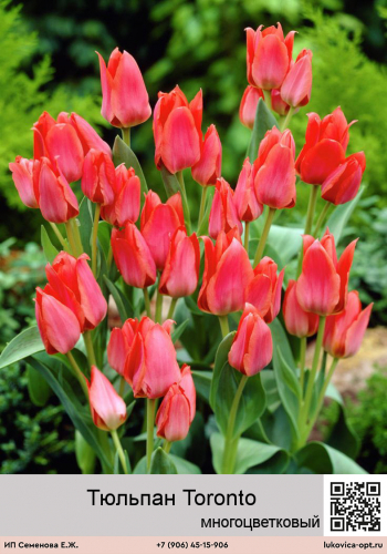 Тюльпан Toronto (Многоцветковый)