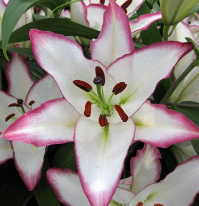 лилия восточная Зе Эдж 2шт