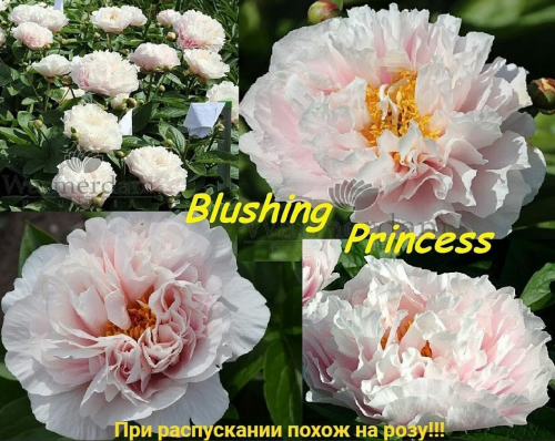 Blushing Princess