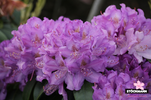 Рододендрон гибридный  (Rhododéndron hybrida Purpureum Grandiflorum) -  C15