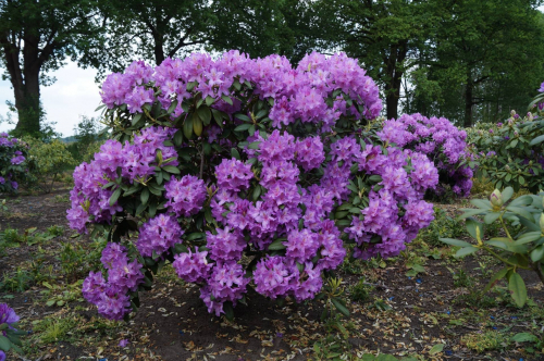 Рододендрон гибридный  (Rhododéndron hybrida Purpureum Grandiflorum) -  C15