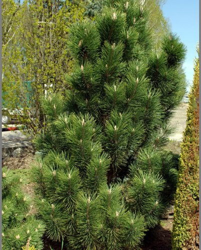 Сосна черная (Pinus nigra Green Rocket C4 40-60 )