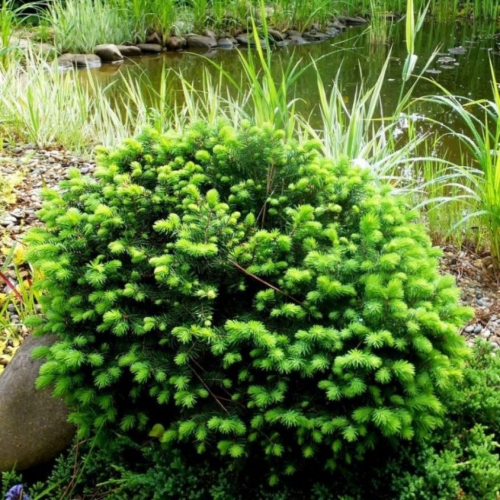 Ель сербская (Picea omorika Karel C3 20-30 )