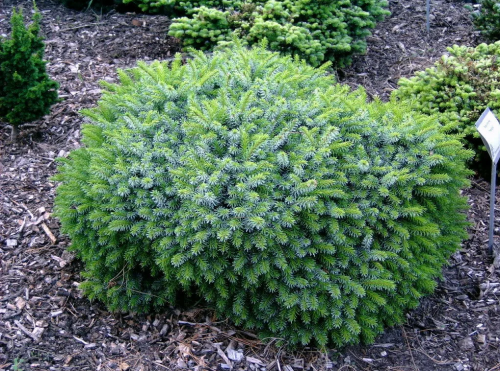 Ель сербская (Picea omorika Karel C3 20-30 )