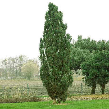 Сосна Pinus cont. Fastigiata C6 (40 - 60)