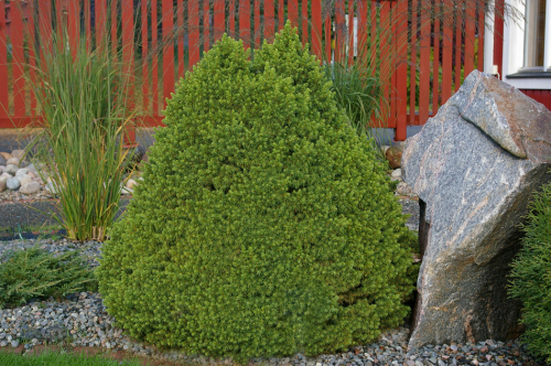 Ель сизая, канадская (Picea glauca Alberta Globe C2 20-40 )