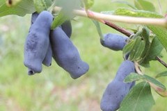 Жимолость Шахиня