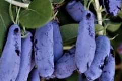 Жимолость Стрежевчанка