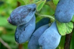 Жимолость Войтек