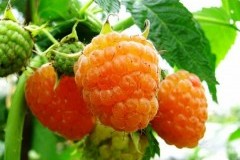 Малина ремонтантная Золотая Осень