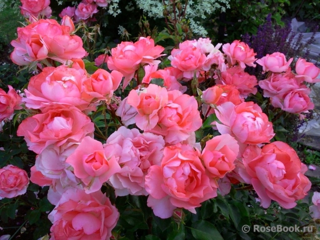 Роза мейян фото и описание отзывы Жардэн де Франс Jardins de France (Мейян) Флорибунда
