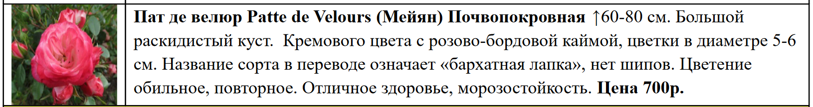 Роза пат де велюр фото и описание