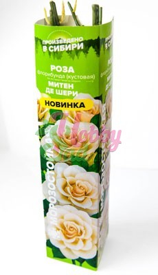 Розы Из Питомника Семена Алтая Купить