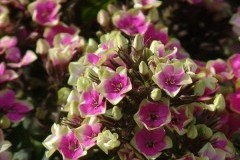 флокс метельчатый Ауреоле